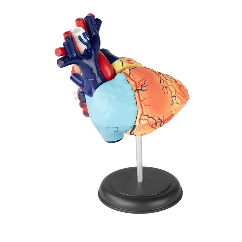 4 D Vision Heart Model