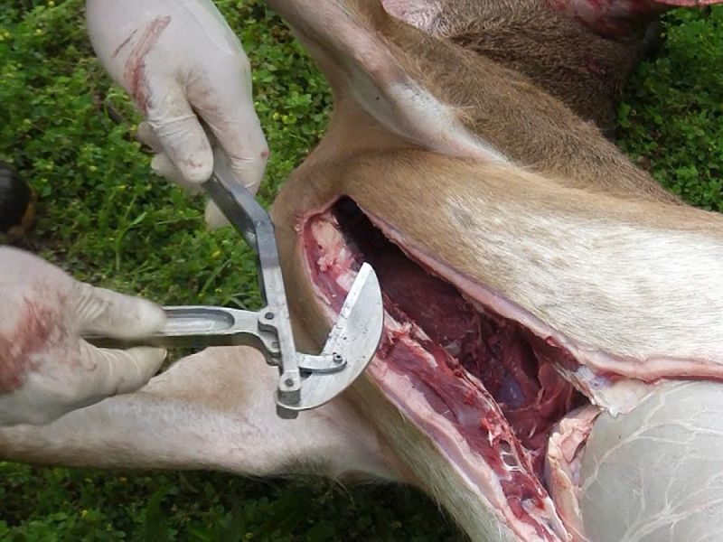 Viking Deer Bone Splitter
