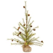 Long Needle Pine Tree - 30