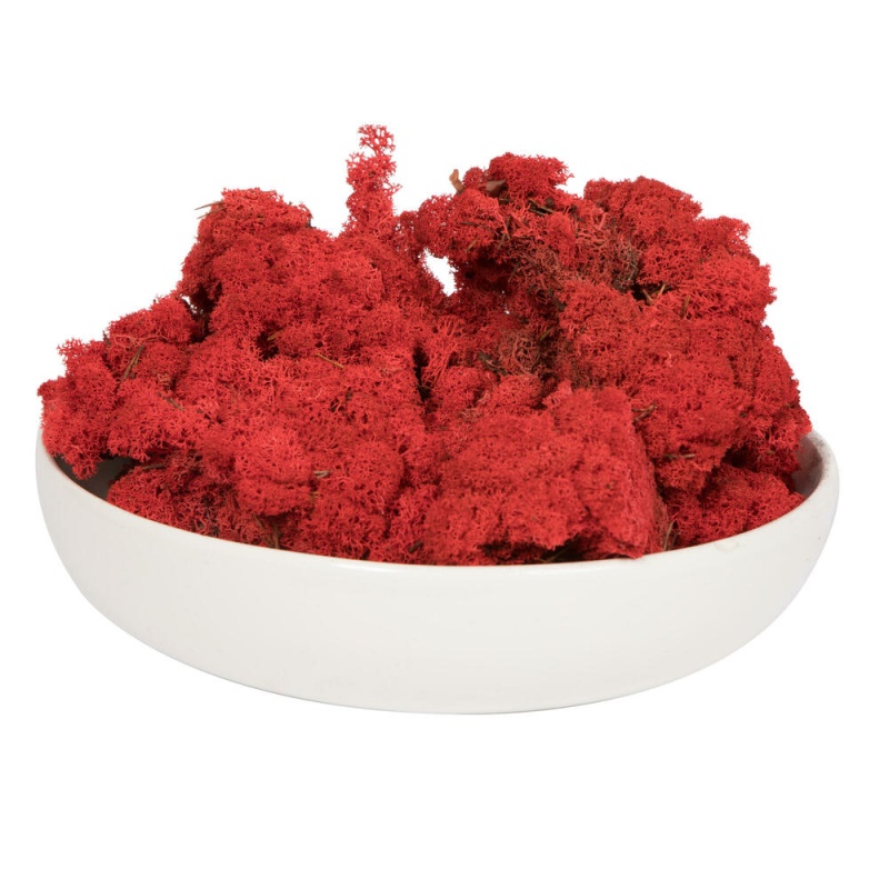 2 Lb Red Preserved Reindeer Moss