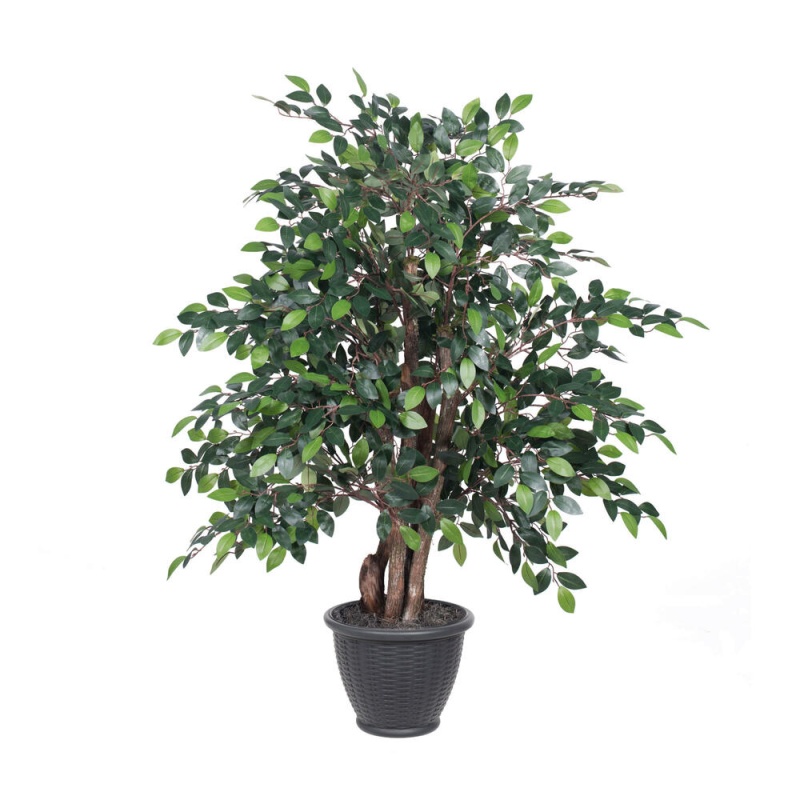 4' Mini Ficus Extra Full In Gray Pot