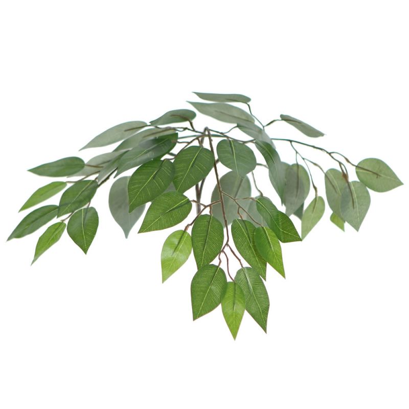 6' Ficus Tree