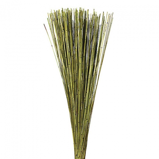 30" Basil Marsh Reed Bundle 10Oz