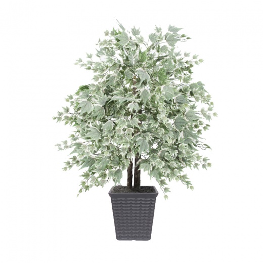 4' Silver Maple Bush Square Gray Container