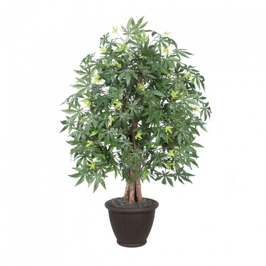 4' Japanese Maple Extra Full In Plastic