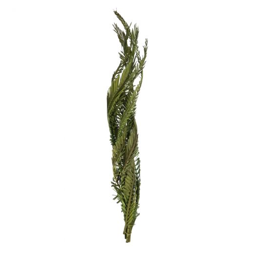 40-48" Twisted Foliage Green Coco Palm Stems