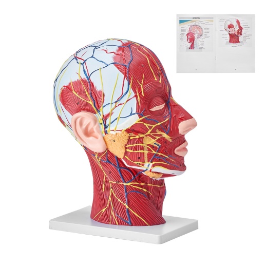 Vevor Human Half Head Superficial Neurovascular Model with Musculature