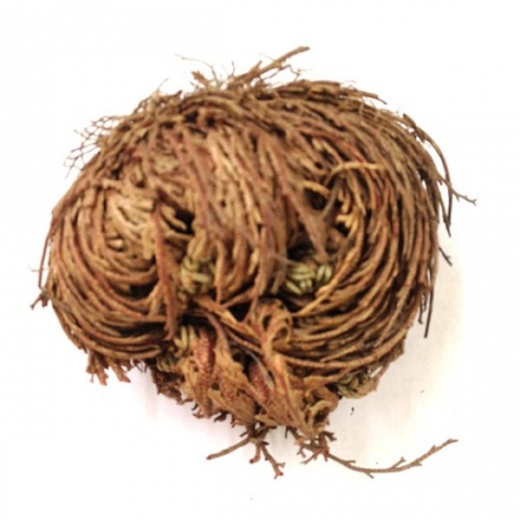 Rose of Jericho Large - The Miraculous Resurrection Plant