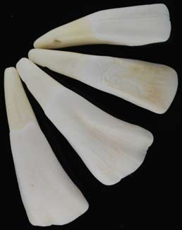 Water Buffalo Tooth - Genuine Magical Aid for Strength and Stamina